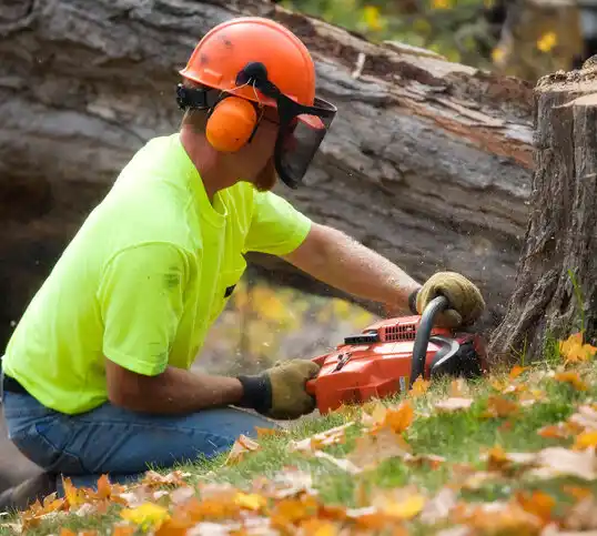 tree services Brookville